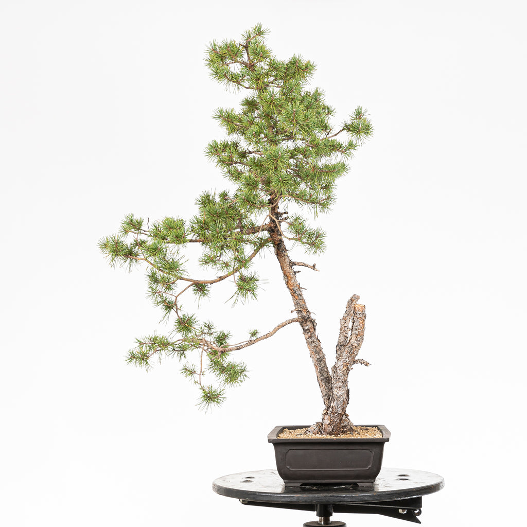 Bonsái - Pino silvestre (Pinus sylvestris) - PS10607