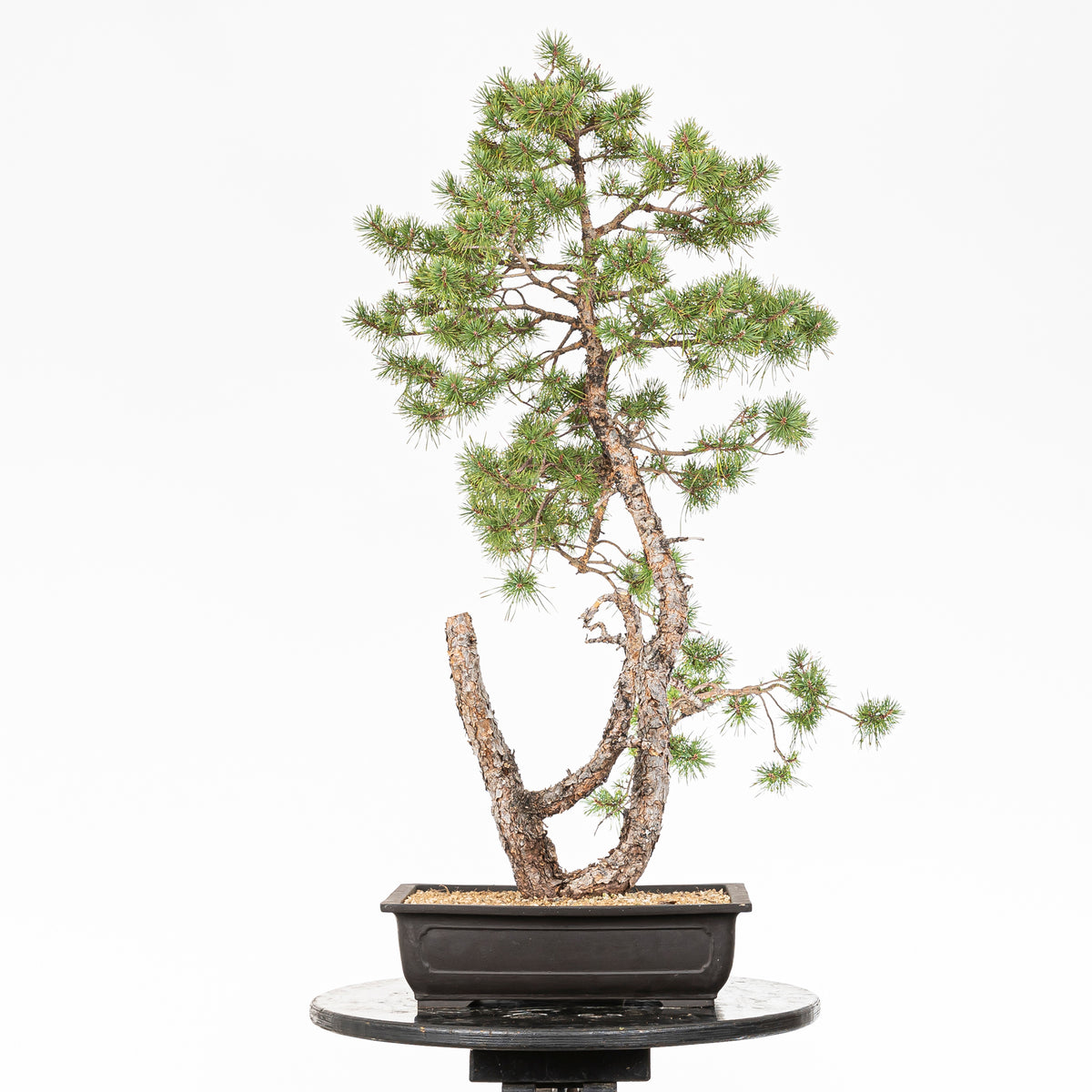 Bonsái - Pino silvestre (Pinus sylvestris) - PS10607
