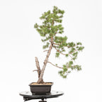 Bonsái - Pino silvestre (Pinus sylvestris) - PS10607