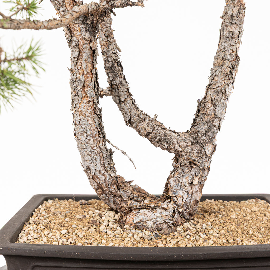 Bonsái - Pino silvestre (Pinus sylvestris) - PS10607