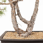 Bonsái - Pino silvestre (Pinus sylvestris) - PS10607