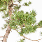 Bonsái - Pino silvestre (Pinus sylvestris) - PS10607