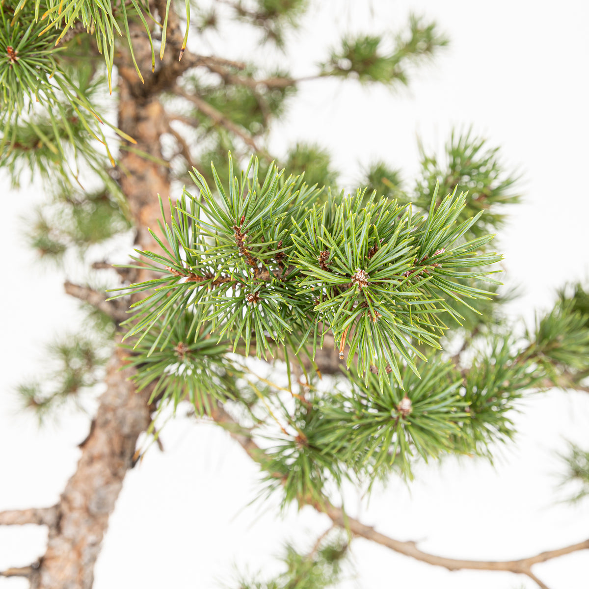 Bonsái - Pino silvestre (Pinus sylvestris) - PS10607