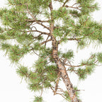 Bonsái - Pino silvestre (Pinus sylvestris) - PS10607