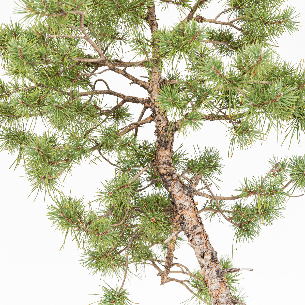 Bonsái - Pino silvestre (Pinus sylvestris) - PS10607
