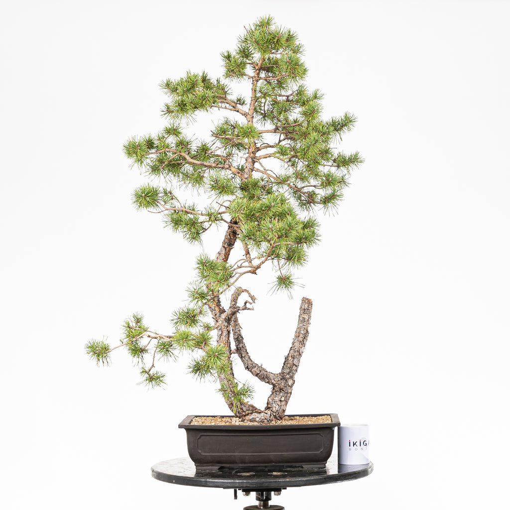 Bonsái - Pino silvestre (Pinus sylvestris) - PS10607
