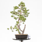 Bonsái - Pino silvestre (Pinus sylvestris) - PS10607