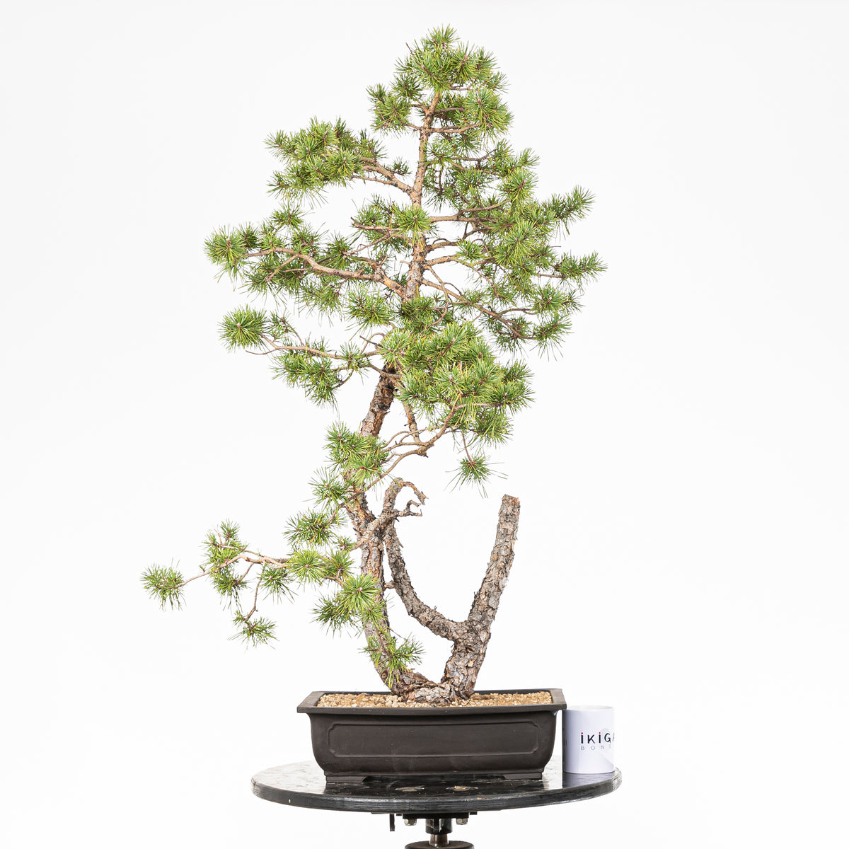 Bonsái - Pino silvestre (Pinus sylvestris) - PS10607