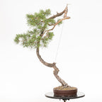 Bonsái "El Arpa" - Pino silvestre (Pinus sylvestris)