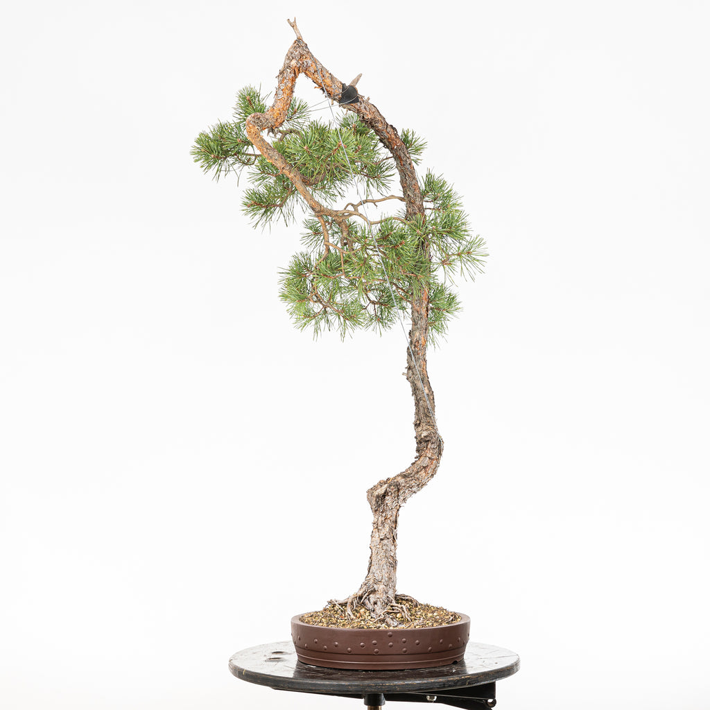 Bonsái "El Arpa" - Pino silvestre (Pinus sylvestris)