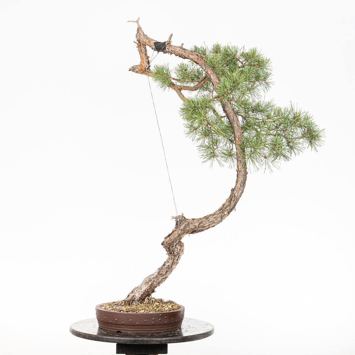 Bonsái "El Arpa" - Pino silvestre (Pinus sylvestris)
