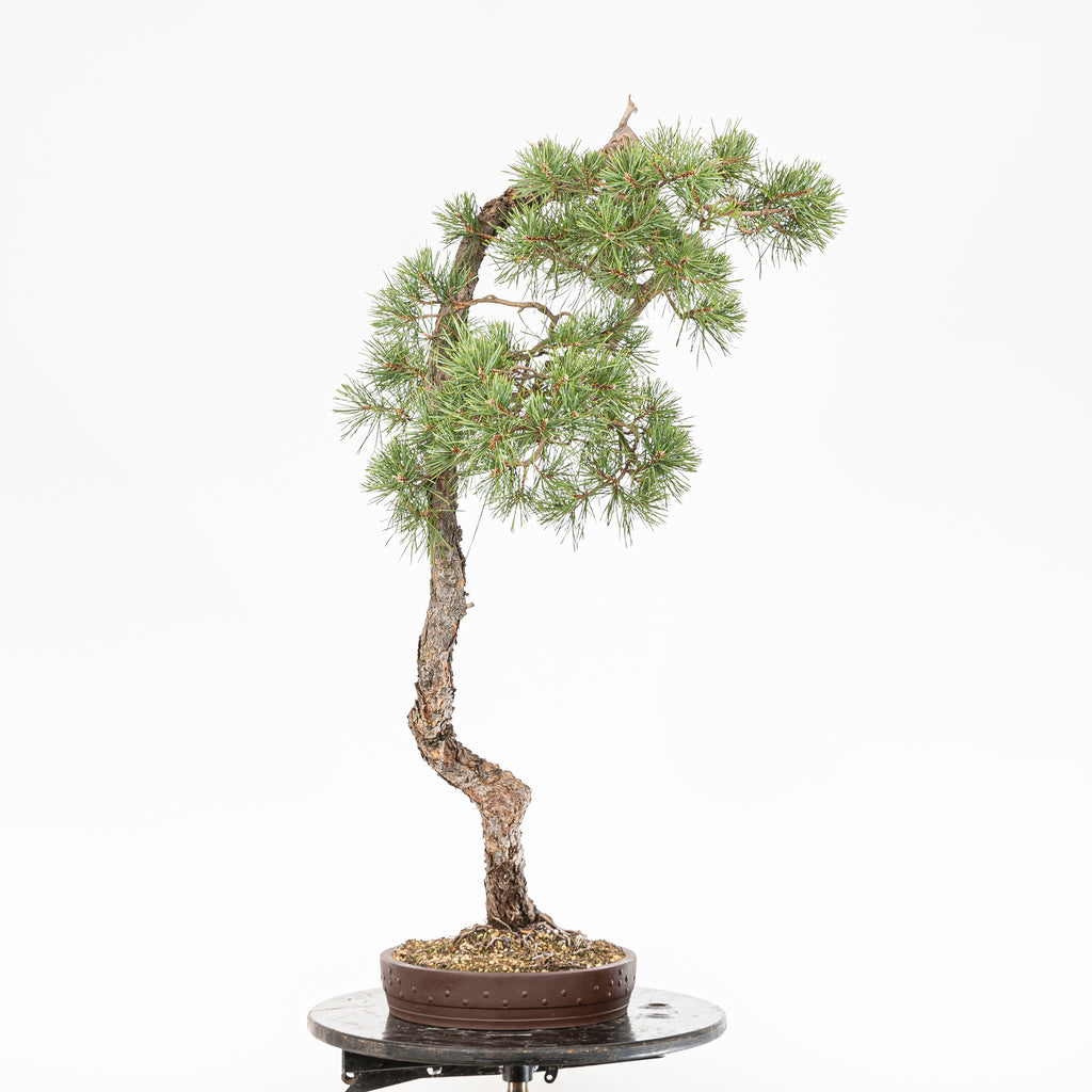 Bonsái "El Arpa" - Pino silvestre (Pinus sylvestris)