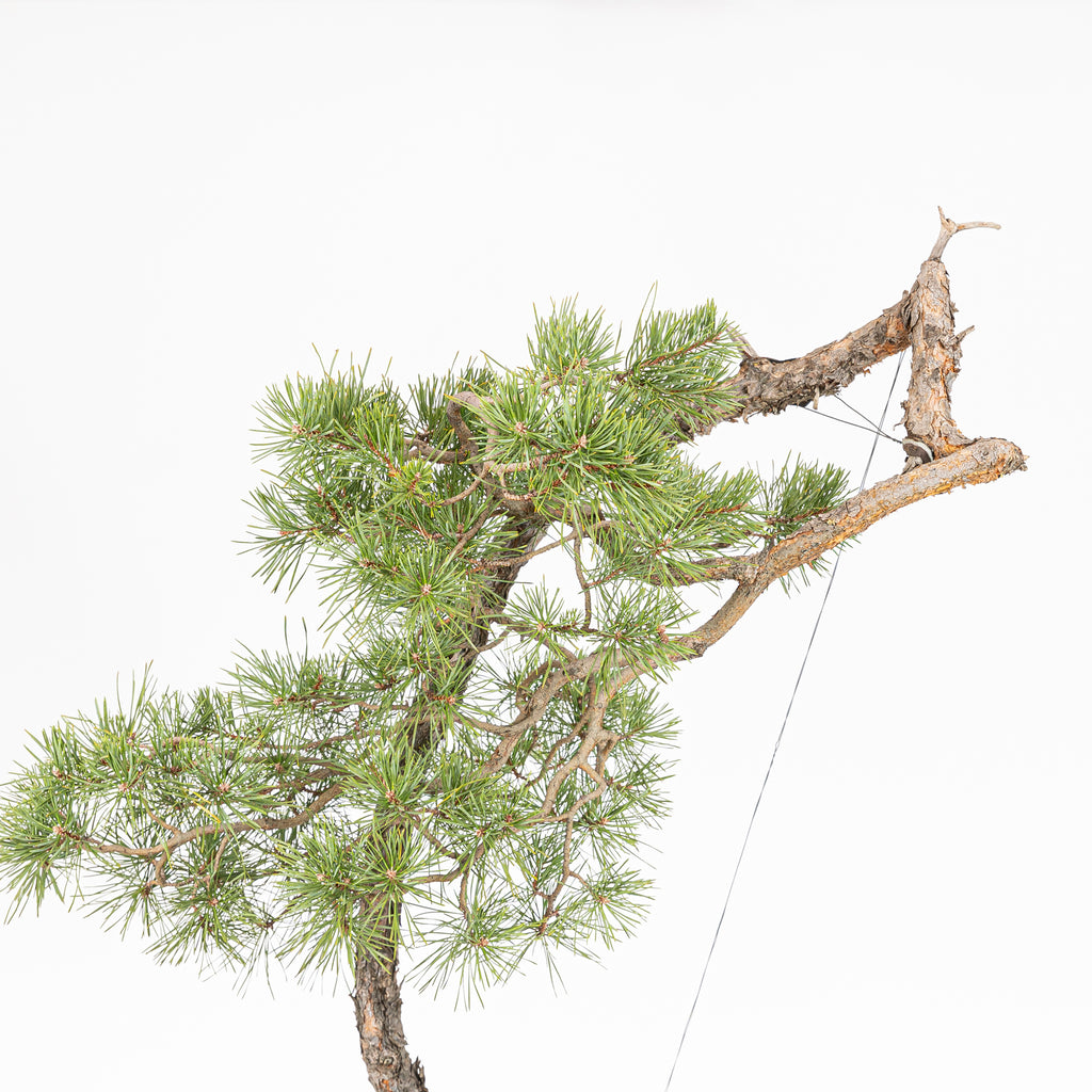 Bonsái "El Arpa" - Pino silvestre (Pinus sylvestris)