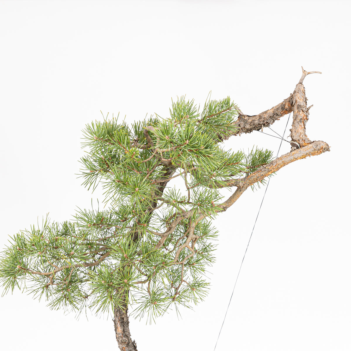 Bonsái "El Arpa" - Pino silvestre (Pinus sylvestris)