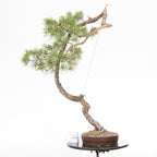 Bonsái "El Arpa" - Pino silvestre (Pinus sylvestris)