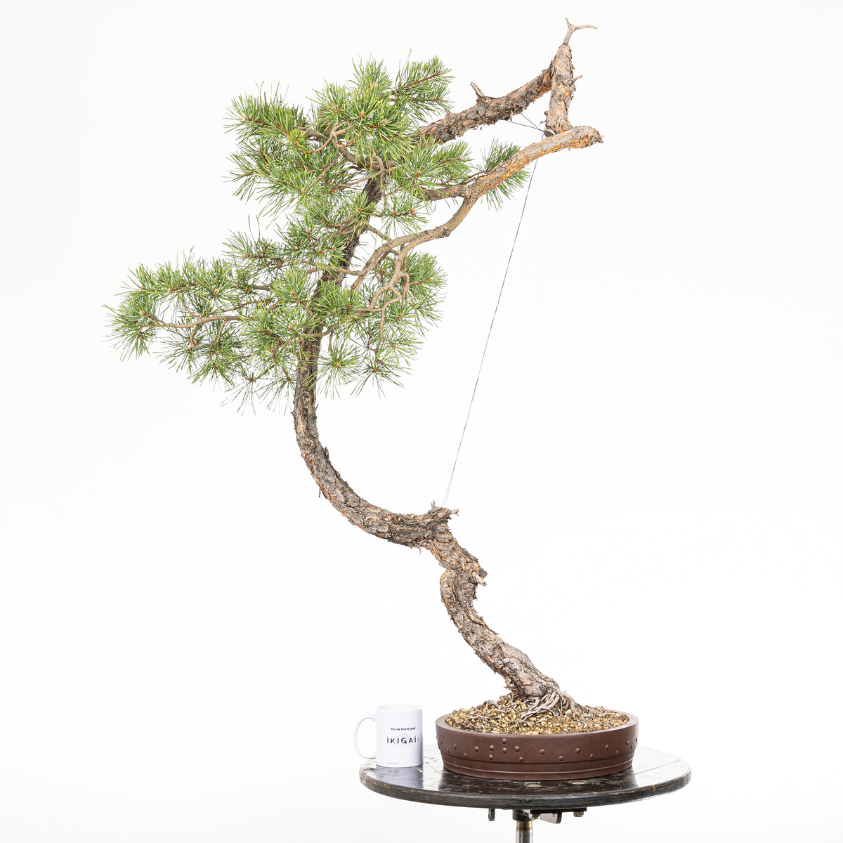 Bonsái "El Arpa" - Pino silvestre (Pinus sylvestris)