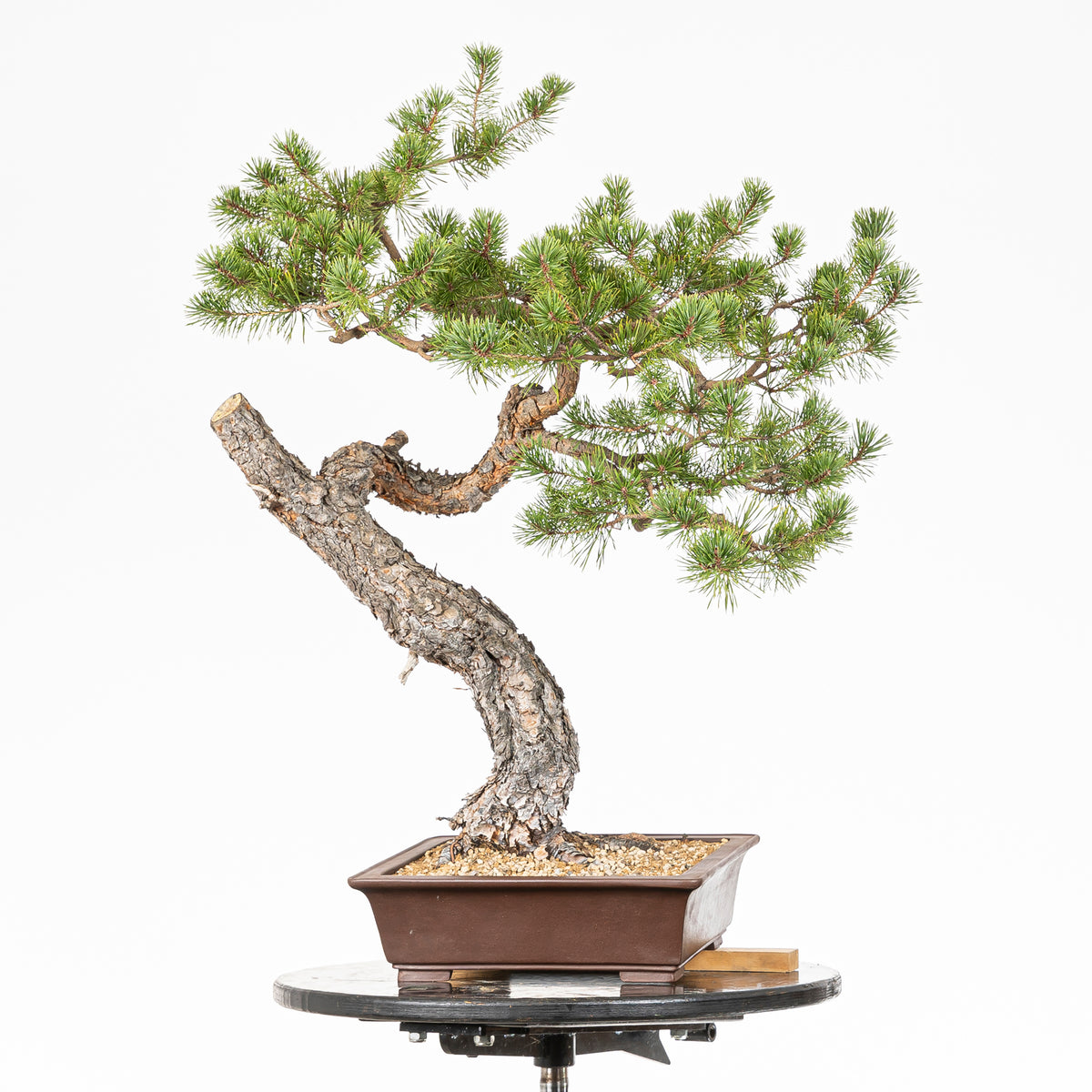 Bonsái - Pino silvestre (Pinus sylvestris) - PS10609