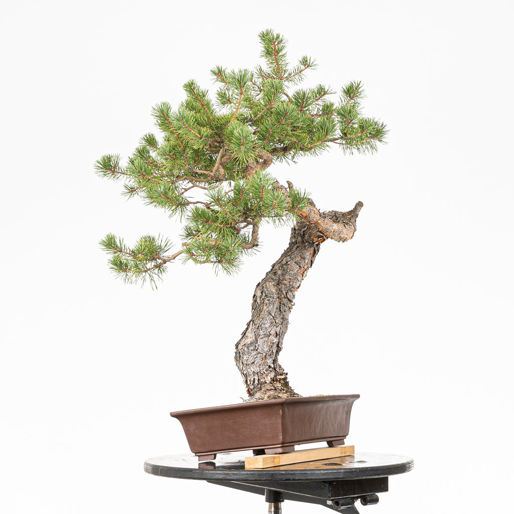Bonsái - Pino silvestre (Pinus sylvestris) - PS10609