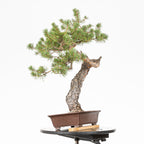 Bonsái - Pino silvestre (Pinus sylvestris) - PS10609