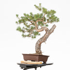 Bonsái - Pino silvestre (Pinus sylvestris) - PS10609