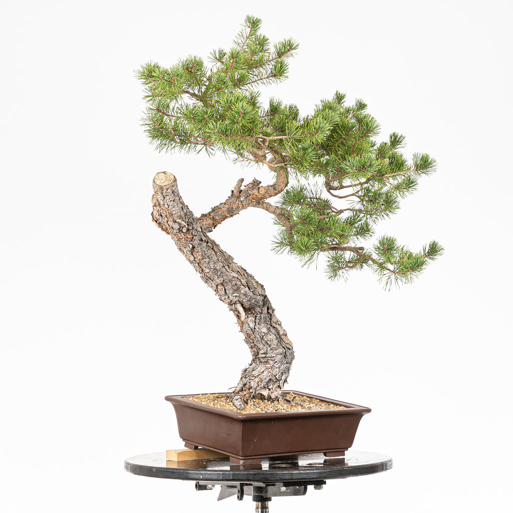 Bonsái - Pino silvestre (Pinus sylvestris) - PS10609