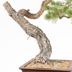 Bonsái - Pino silvestre (Pinus sylvestris) - PS10609