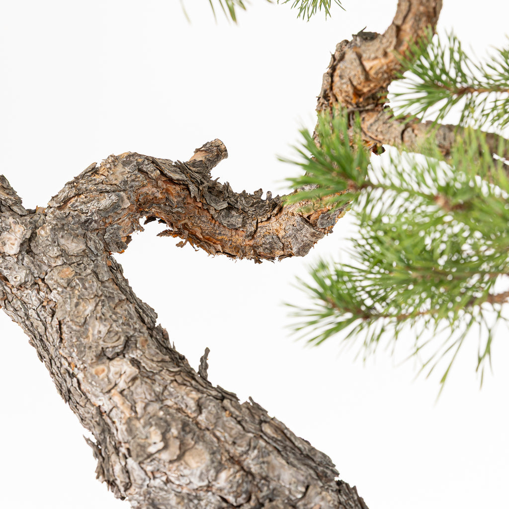 Bonsái - Pino silvestre (Pinus sylvestris) - PS10609