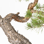 Bonsái - Pino silvestre (Pinus sylvestris) - PS10609