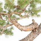 Bonsái - Pino silvestre (Pinus sylvestris) - PS10609