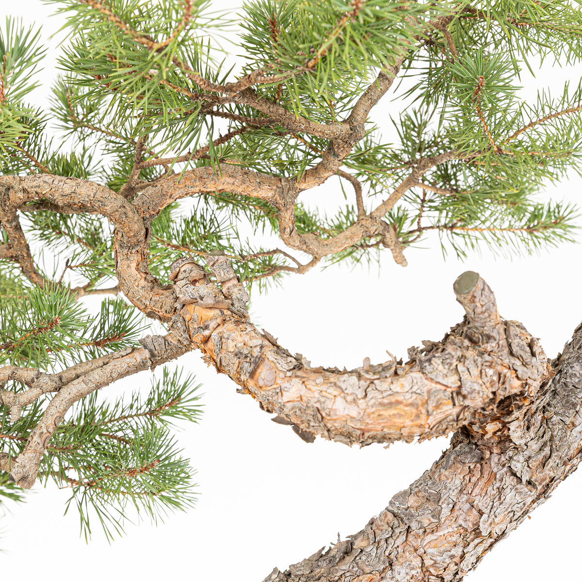 Bonsái - Pino silvestre (Pinus sylvestris) - PS10609