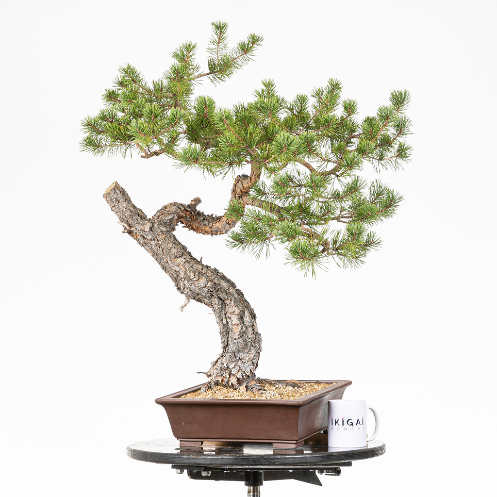Bonsái - Pino silvestre (Pinus sylvestris) - PS10609