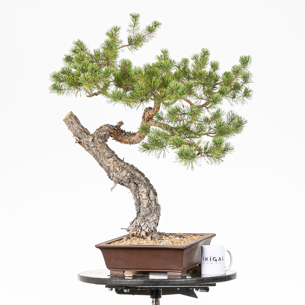 Bonsái - Pino silvestre (Pinus sylvestris) - PS10609