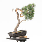 Bonsái - Pino silvestre (Pinus sylvestris) - PS10610