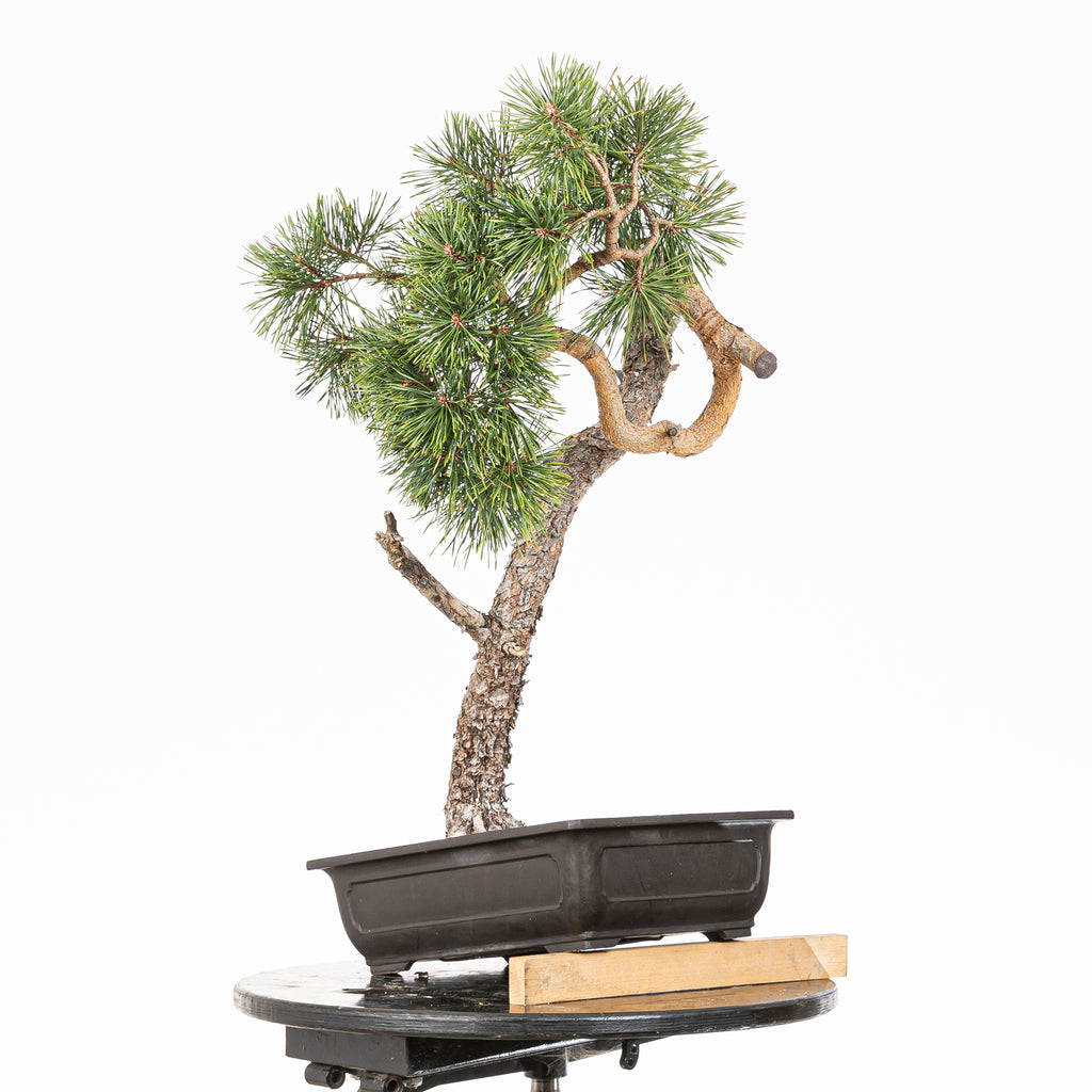 Bonsái - Pino silvestre (Pinus sylvestris) - PS10610