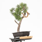 Bonsái - Pino silvestre (Pinus sylvestris) - PS10610