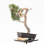 Bonsái - Pino silvestre (Pinus sylvestris) - PS10610