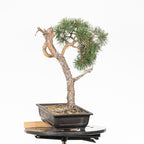 Bonsái - Pino silvestre (Pinus sylvestris) - PS10610