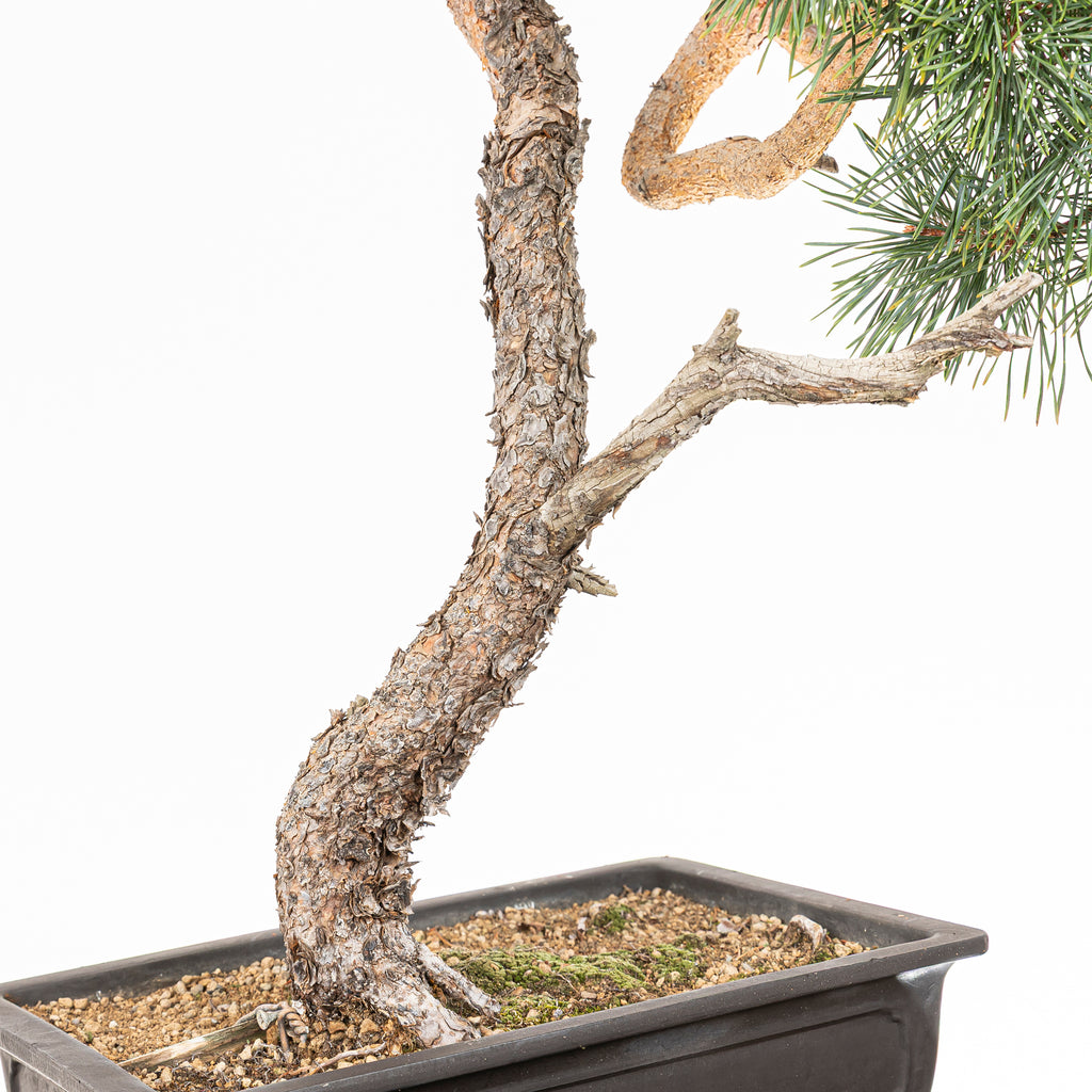 Bonsái - Pino silvestre (Pinus sylvestris) - PS10610