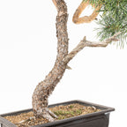 Bonsái - Pino silvestre (Pinus sylvestris) - PS10610
