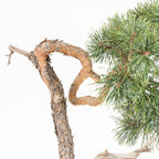 Bonsái - Pino silvestre (Pinus sylvestris) - PS10610