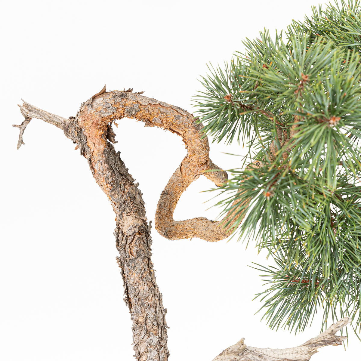 Bonsái - Pino silvestre (Pinus sylvestris) - PS10610