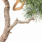 Bonsái - Pino silvestre (Pinus sylvestris) - PS10610