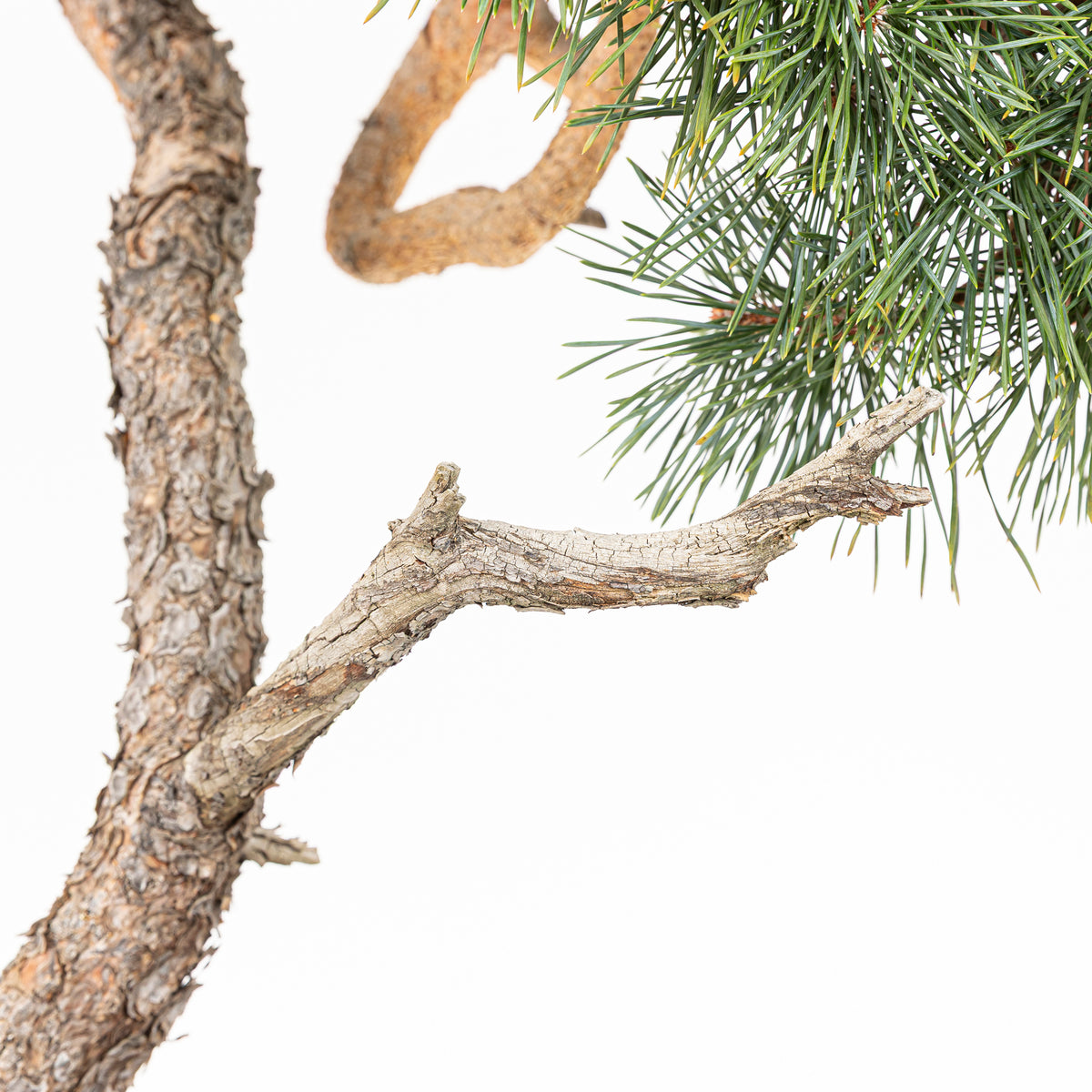 Bonsái - Pino silvestre (Pinus sylvestris) - PS10610