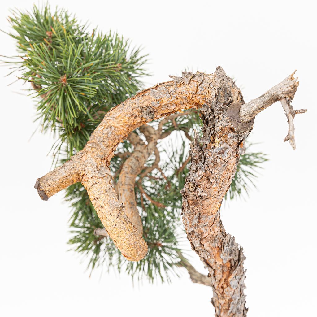 Bonsái - Pino silvestre (Pinus sylvestris) - PS10610