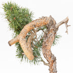 Bonsái - Pino silvestre (Pinus sylvestris) - PS10610