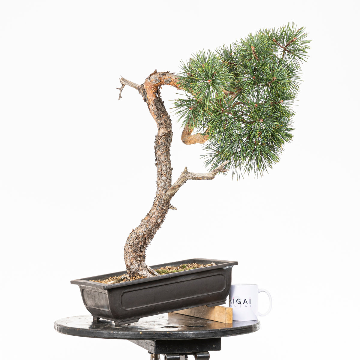 Bonsái - Pino silvestre (Pinus sylvestris) - PS10610