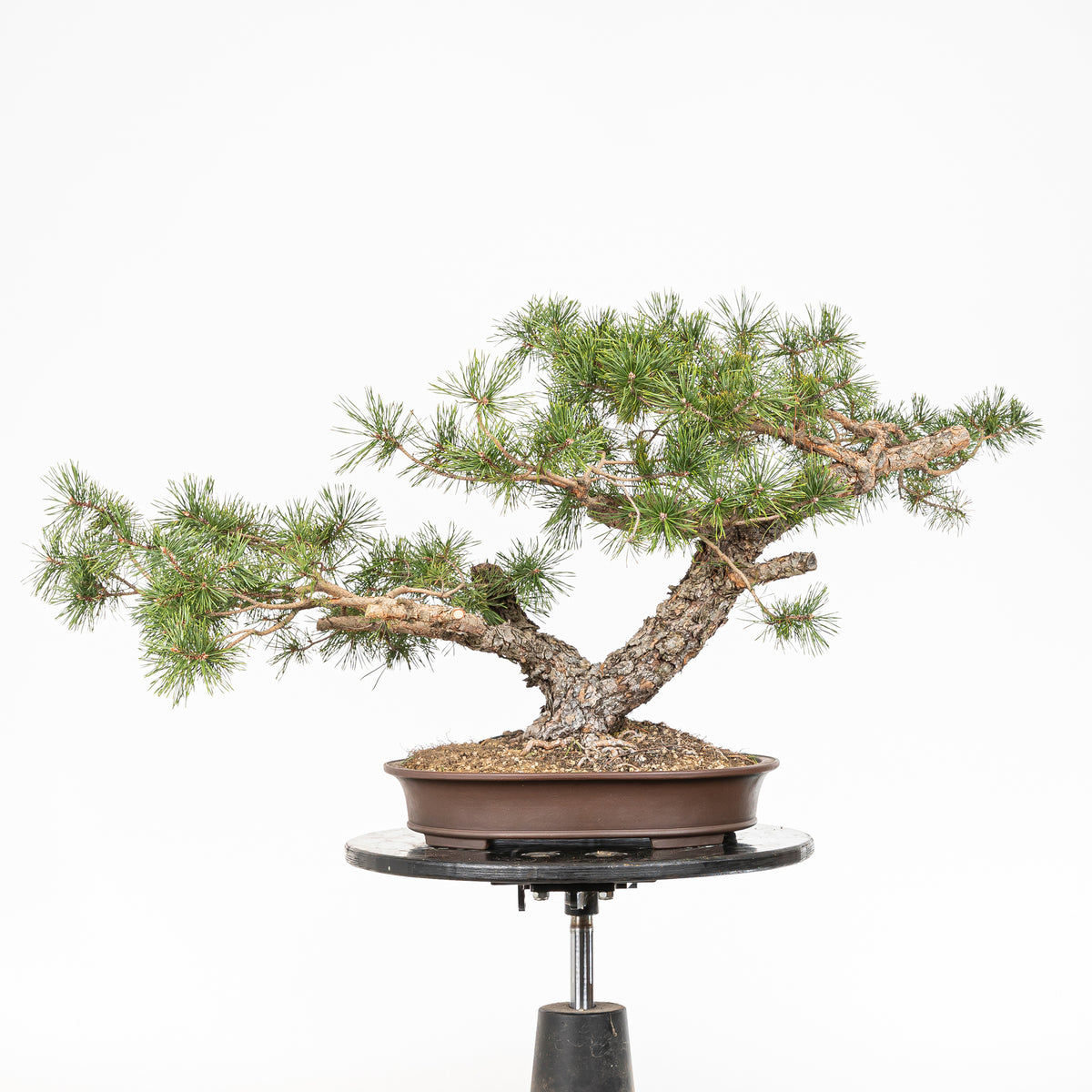Bonsái - Pino silvestre (Pinus sylvestris) - PS10611