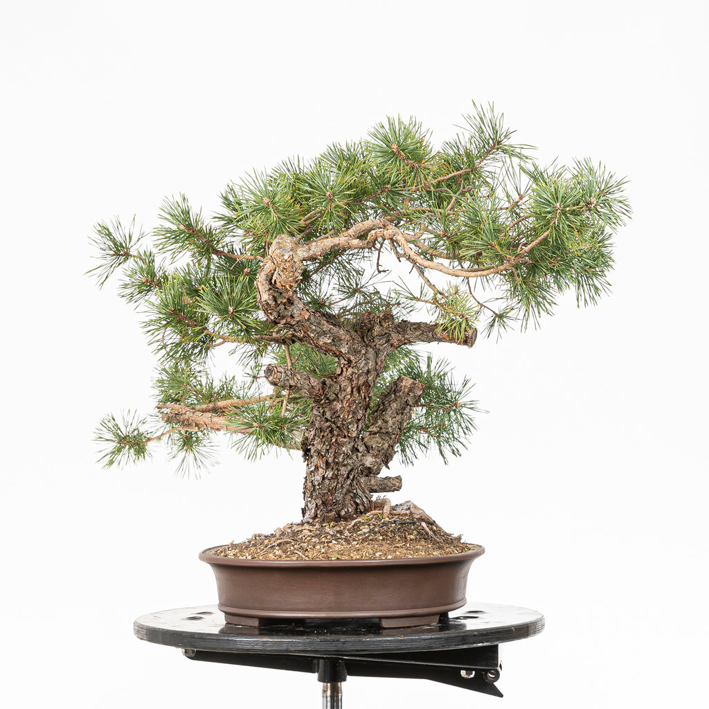 Bonsái - Pino silvestre (Pinus sylvestris) - PS10611