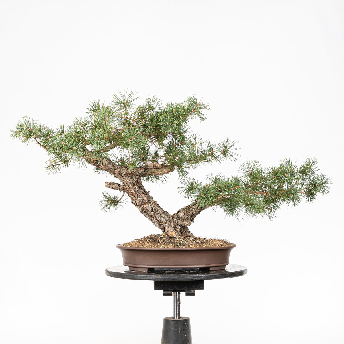 Bonsái - Pino silvestre (Pinus sylvestris) - PS10611