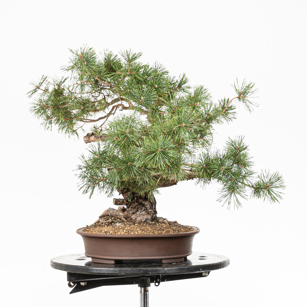 Bonsái - Pino silvestre (Pinus sylvestris) - PS10611